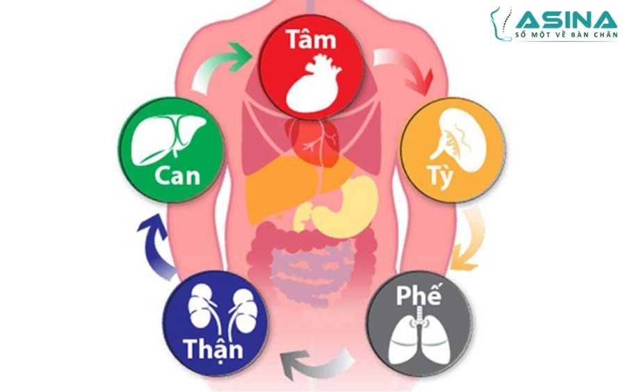 Cân bằng tạng phủ